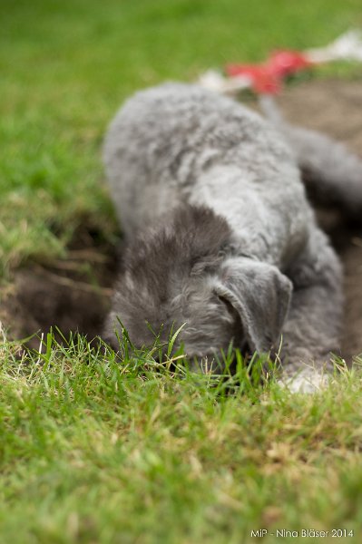 2014-08-02 Cherry etc.-9270.jpg - 14 Wochen / 14 weeks